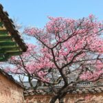 South Korea for digital nomads