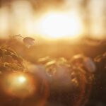 gentle lights and hope