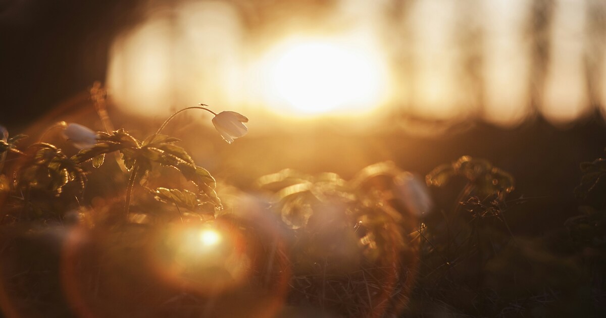 gentle lights and hope