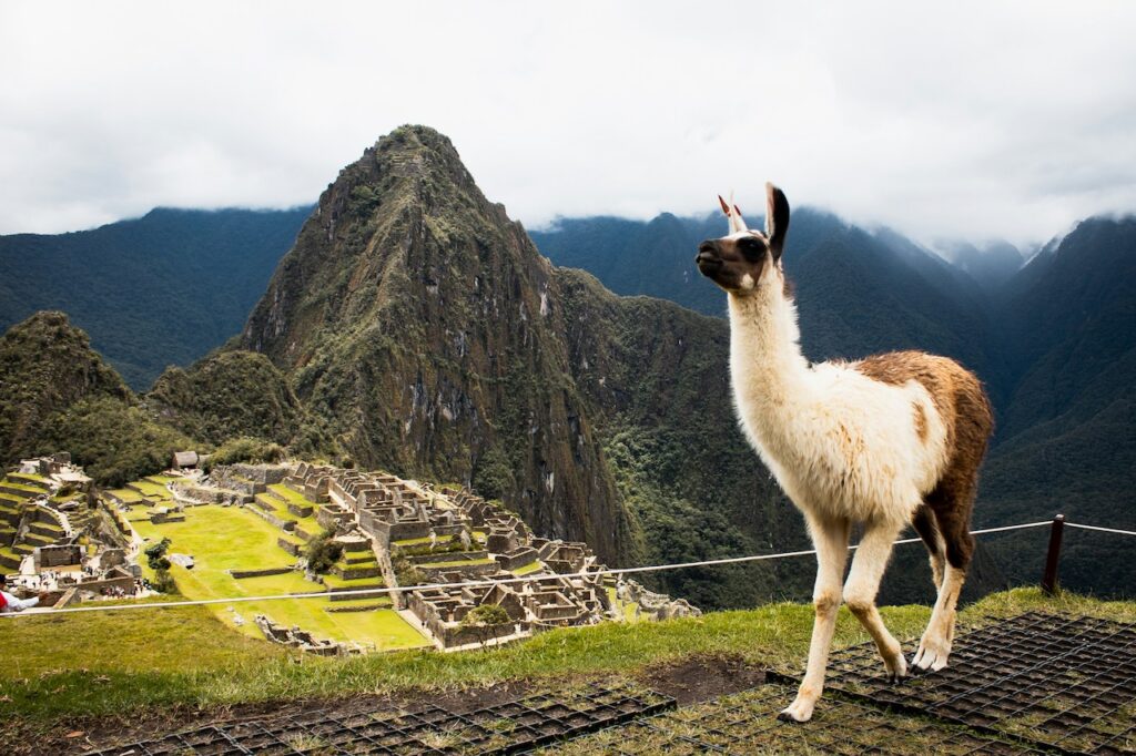 Llama on a mountain ridge, evoking the natural beauty often experienced by Americans living in Peru.
